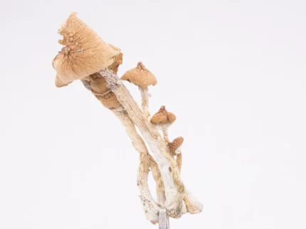 amazonian magic mushrooms for sale
