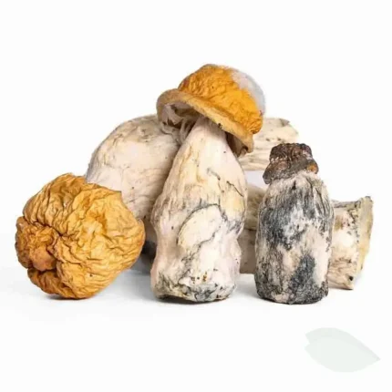 Penis envy mushrooms for sale