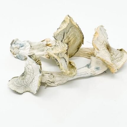 albino a+ mushrooms for sale