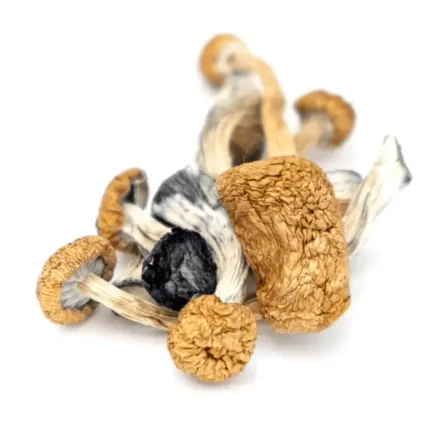 lizard king mushrooms for sale