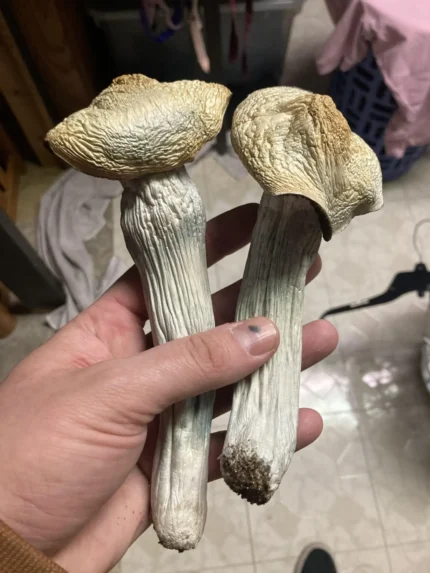 golden teacher mushrooms for sale