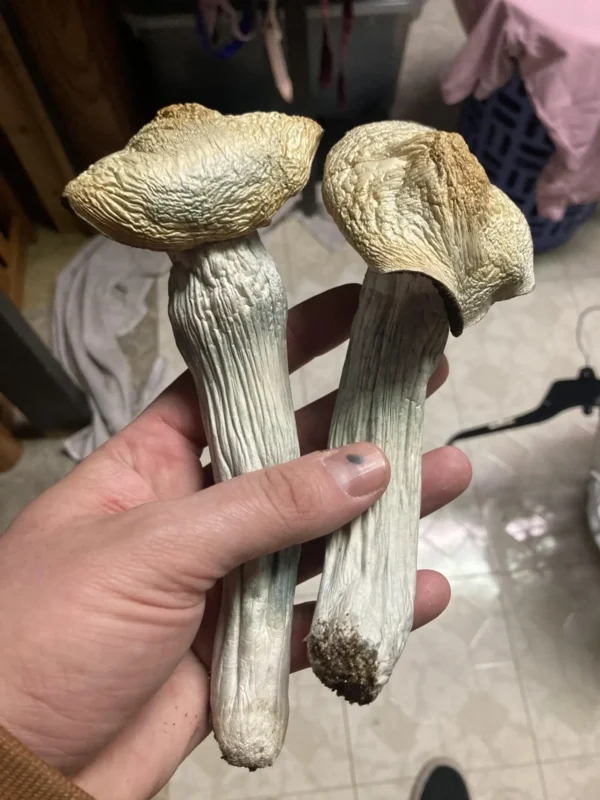 golden teacher mushrooms for sale