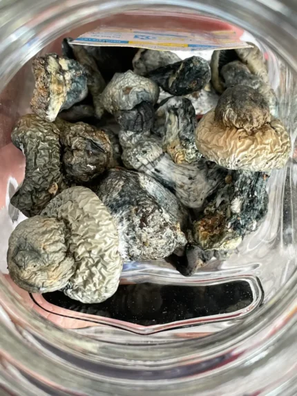 Albino Penis Envy Mushrooms For Sale