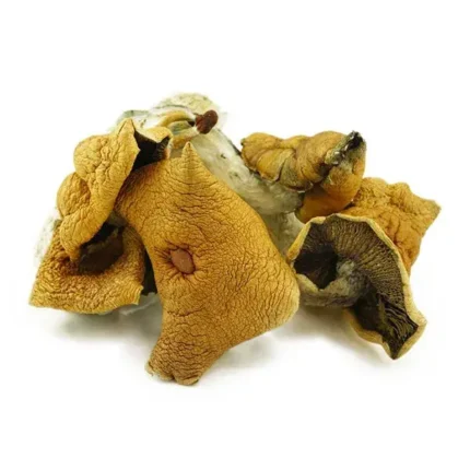 wavy cap magic mushrooms for sale